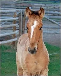 Quel est le nom de cette trace ?