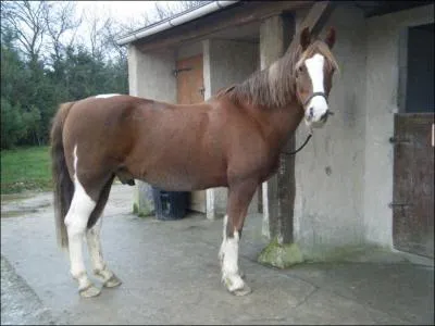 Quel est le nom de la balzane du postérieur droit ?