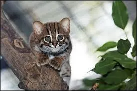 Quel nom porte le félin présenté sur la photo ?