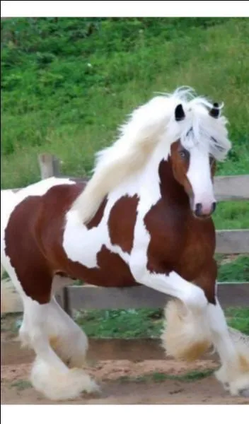 Combien d'allures le cheval peut-il faire ?