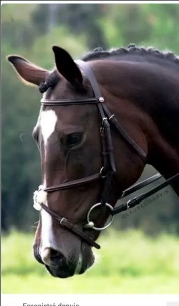 À quoi sert le mors ?