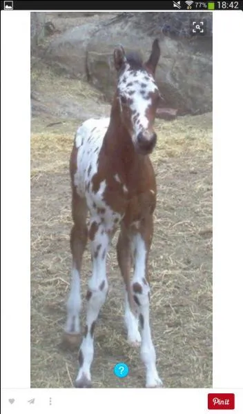 Comment reconnaît-on l'appaloosa ?