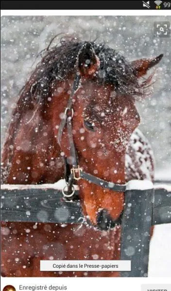 Quel cheval a deux couleurs ?