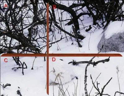 Le lagopède des saules se cache en :