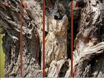 Tiens, c'est une chouette en :