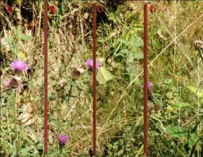 Vous repérez le papillon en :