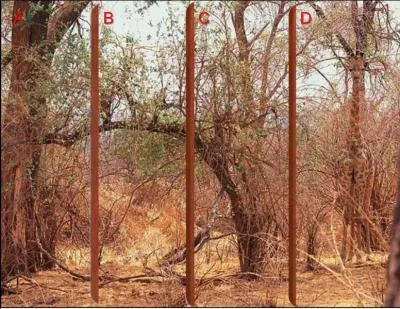 Vous ne pouvez pas louper la girafe en :