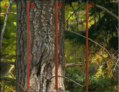 Revoilà la chouette en :