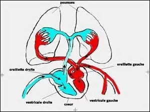 Le sang devient bleu quand il circule dans l'organisme.