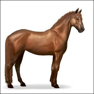 Quelle est cette race Equideow ?