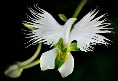 Quel peut être le nom de cette fleur appelée aussi aigrette blanche ?