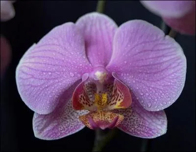 Quelle est cette orchidée que vous devez bien observer ?