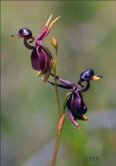 C'est une orchidée d'Australie : à l'aide de l'image trouvez son nom :