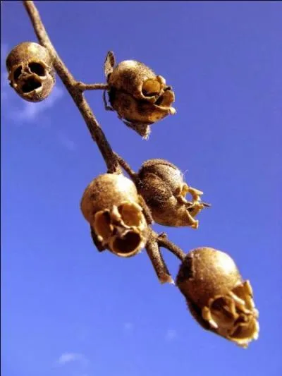 Ces fleurs sont de la famille des mufliers, à quoi ressemblent-t-elles quand elles fanent ?