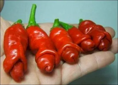 Appelés capsucum annuum, de quoi s'agit-il ?