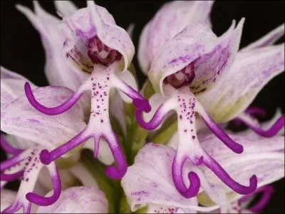 Vue de très près à quoi ressemble cette orchis méditerranéenne ?
