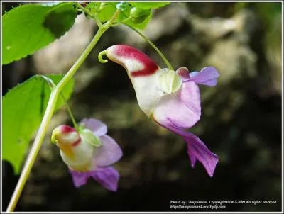 Quel surnom est donné à cette impatience ?