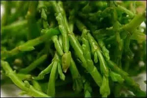 Qu'est-ce que c'est ?