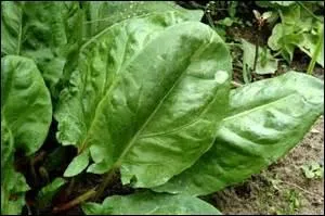 Qu'est-ce que c'est ?