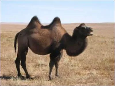 Quel est cet animal ?