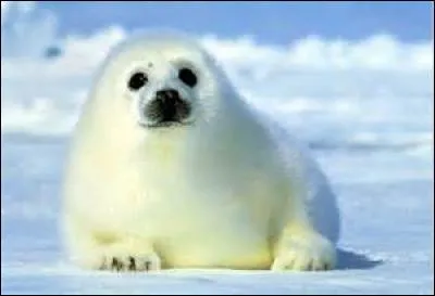 Quel est cet animal ?