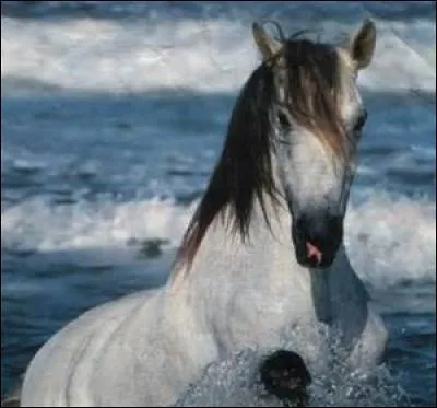 Quel est cet animal ?