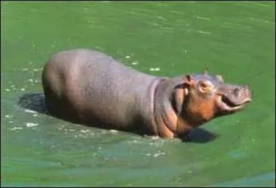 Quel est cet animal ?