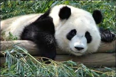 Quel est cet animal ?