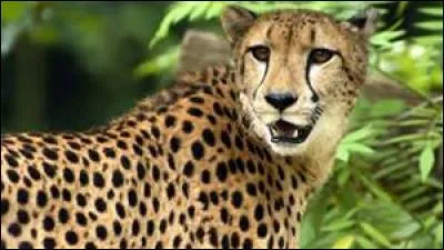 Quel est cet animal ?