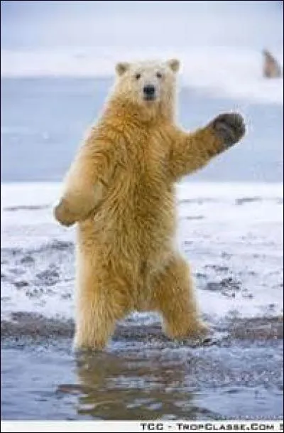 Quel est cet animal ?