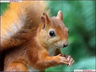 Quel est cet animal ?