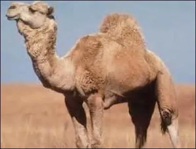 Quel est cet animal ?