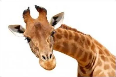 Quel est cet animal ?