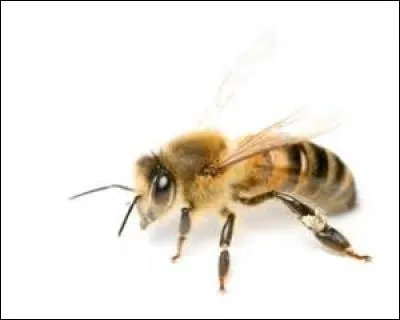 Quel est cet animal ?