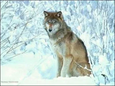 Quel est cet animal ?