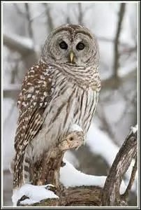 Quel est cet animal ?