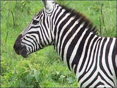 Quel est cet animal ?