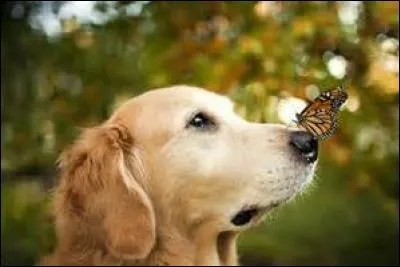 Quel est cet animal ?