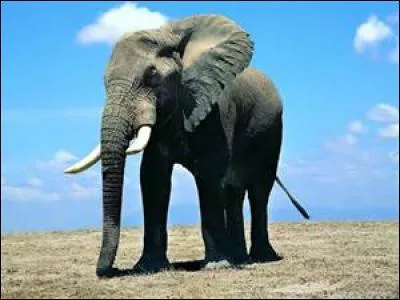 Quel est cet animal ?