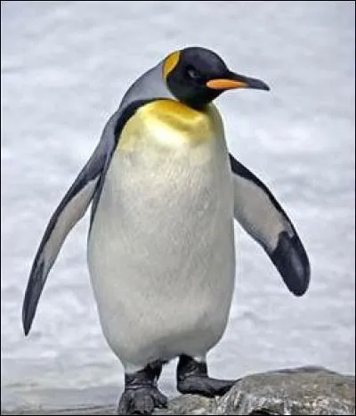 Quel est cet animal ?