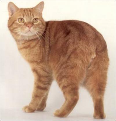 Quel est ce chat originaire de l'île de Man et qui ne possède pas de queue ?
