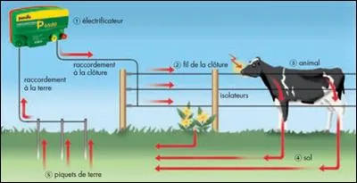 Pourquoi les vaches ne franchissent pas la clôture électrique des champs ?