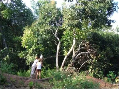 La cannelle provient de l'écorce de quel arbre ?