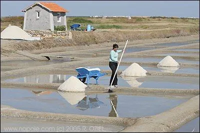 Un travailleur récoltant le sel dans les marais salants s'appelle un paludier, mais sous quel nom est-il aussi connu ?