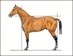 Comment sont appel&eacute;es les pattes arri&egrave;re du cheval ?