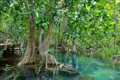 Qui a mangé le Numa Numa No Mi ?