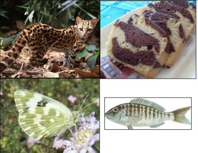 Le mot mystère est :