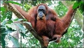 Ce grand primate reconnaissable entre tous, est menacé d'extinction. On le trouve dans une région précise du monde, un pays dont la capitale s'appelle ...
