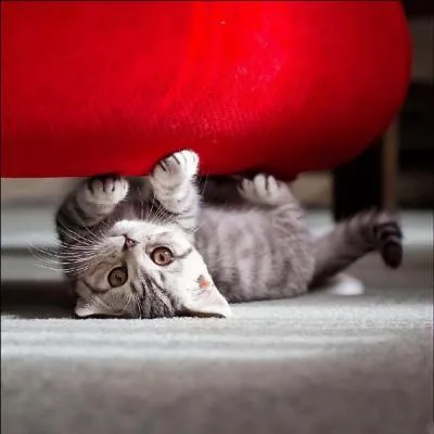 Grâce à quoi les chats retombent-ils toujours sur leurs pattes ?