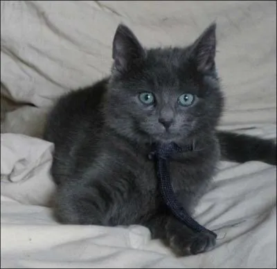 Au Moyen Âge, que symbolisait le chat ?